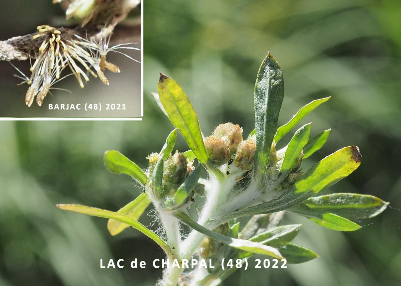 Cudweed, Marsh fruit